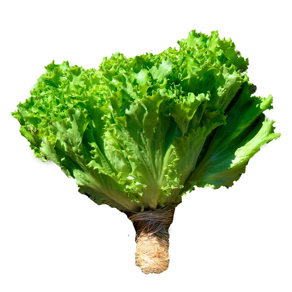 Lechuga Francesa Hidroponica 220 Gr