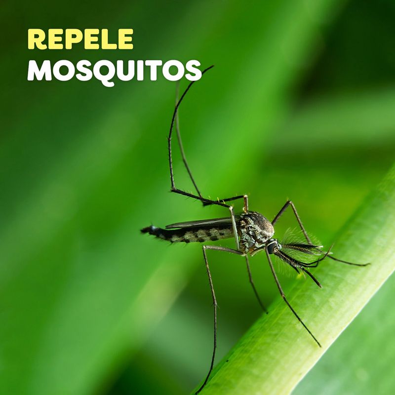 0779052099635-04