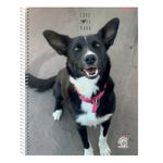 Cuaderno-Rayado-Mis-Apuntes-80-Hojas-4-24831