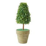 Planta-Maceta-Conica-20-Cm-Verde-1-48945