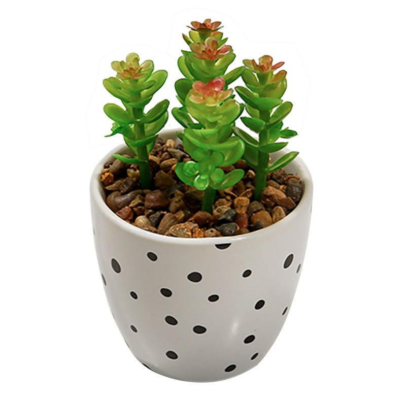 Suculentas-H-G-Chicas-High-8x16cm-3-69125