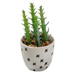 Suculentas-H-G-Chicas-High-8x16cm-1-69125